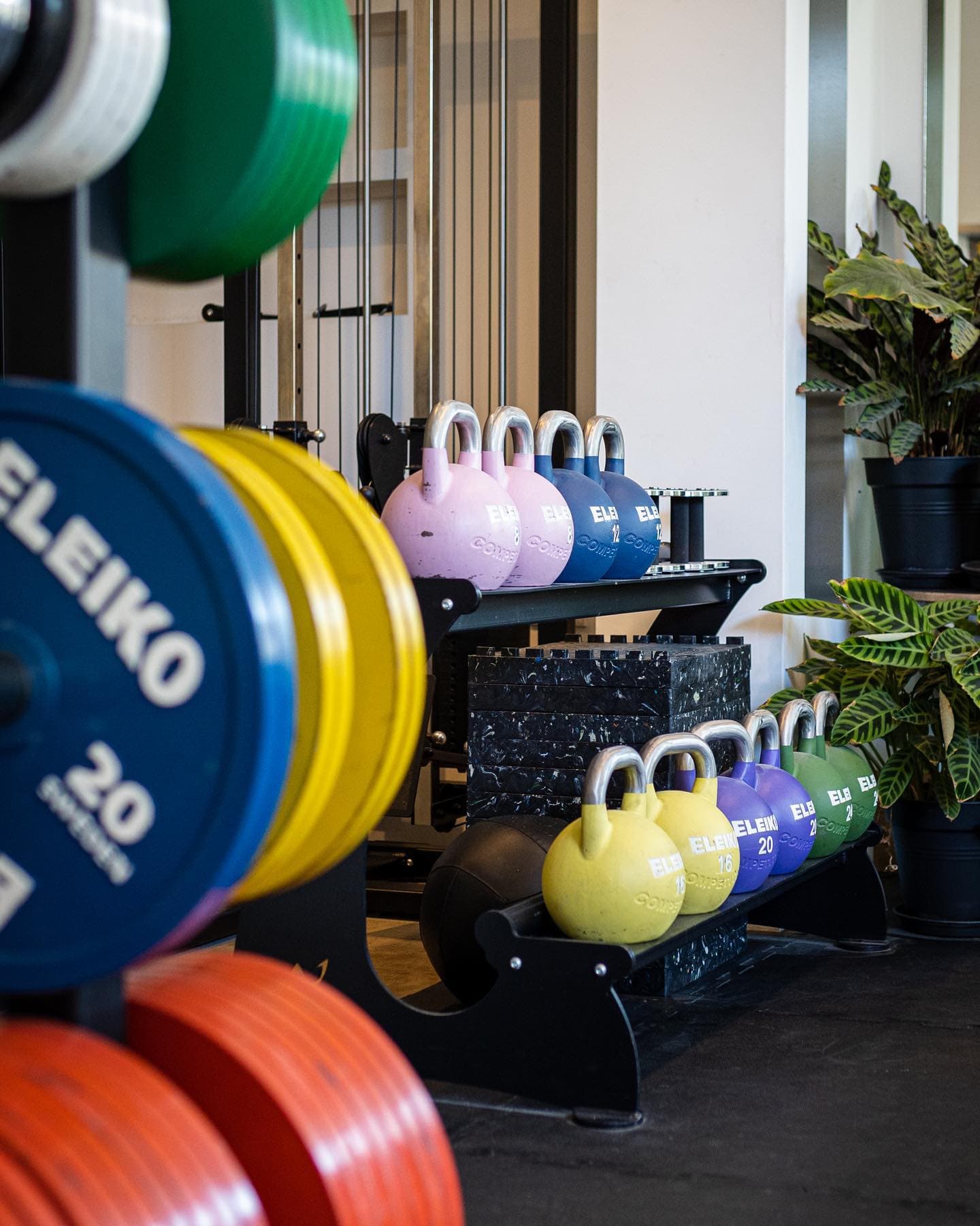 Color full fitness weights green blue dark orange white and kettlebells. Pink darkblue, green and yellow, There are also plants on the background